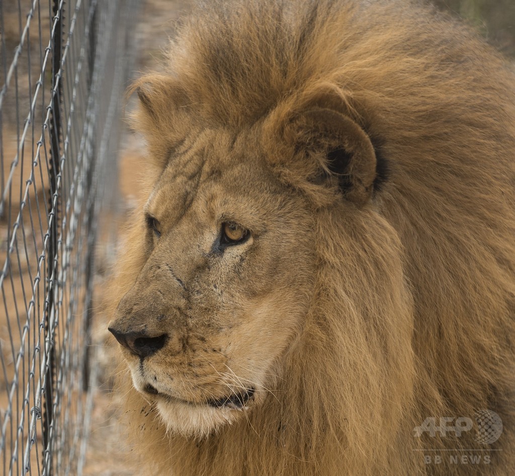 自殺図った男がライオン飼育場に侵入 2頭殺処分 チリの動物園 写真1枚 国際ニュース Afpbb News