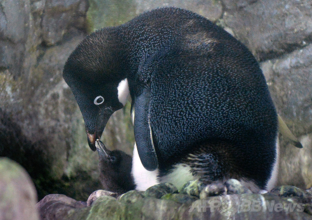 南極のペンギン3種、温暖化で生息数に明暗 南極のペンギン3種、温暖化で生息数に明暗