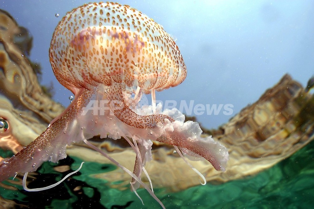 地中海でクラゲ増殖 乱獲で悪循環 Fao警告 写真1枚 国際ニュース Afpbb News