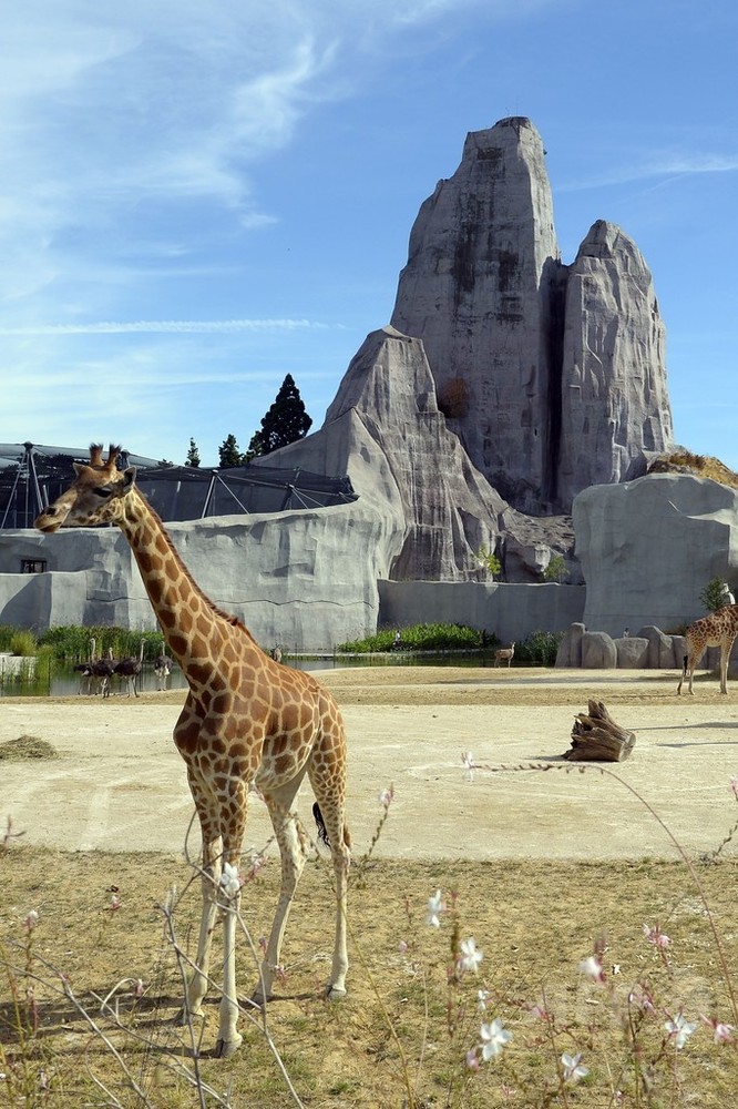 パリ動物公園 のびのび暮らす動物たち 写真枚 国際ニュース Afpbb News