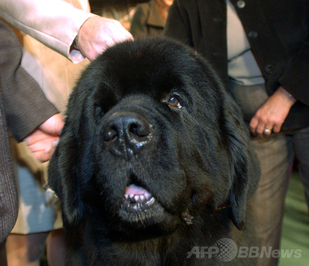 【特集】「美犬」大集合、米ドッグショー写真集