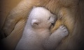 ドイツ・ブレーマーハーフェンの動物園で、お乳を飲むホッキョクグマの赤ちゃん（2016年3月9日撮影）。(c)AFP/Carmen Jaspersen