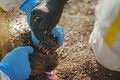 ペルー・イカ州のパラカス国立自然保護区で、アシカの死骸を確認する職員。ペルー国立自然保護区管理事務局提供（2023年1月25日撮影）。(c)AFP PHOTO / SERNANP