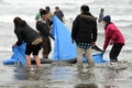 茨城県鉾田市の海岸で、打ち上げられたカズハゴンドウをシートで海へ戻そうとする地元の人たち（2015年4月10日撮影）。(c)AFP/TOSHIFUMI KITAMURA