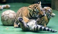 チェコ東部オロモウツの動物園でお披露目された双子のシベリアトラの子ども（2015年6月30日撮影）。(c)AFP/RADEK MICA