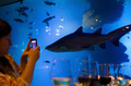 スペインのパルマデマジョルカ（Palma de Mallorca）にあるパルマ水族館（Palma Aquarium）で、欧州域内で最も水深のあるサメの水槽「ビッグ・ブルー（Big Blue）」の前でディナーを楽しむ人たち（2013年7月18日撮影）。(c)AFP/JAIME REINA
