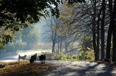 野良犬殺し運動「ドッグハンターズ」、動物愛護活動家らと対立 ロシア