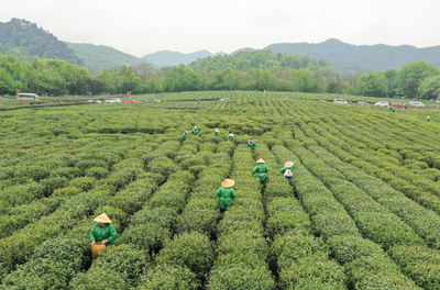 「贈答用茶葉」「天価茶」の派手な宣伝を厳重に防ぐため、杭州市で特別監督検査を実施