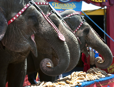 ゾウと人間のホットドッグ早食い対決、結果はもちろん…