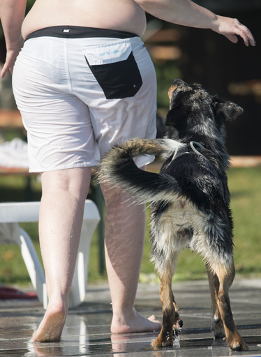 犬が人間の親友になった理由、遺伝子にあり 研究