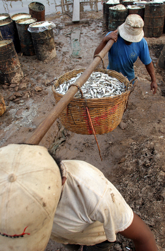 魚の発酵調味料「プラホック」造りの季節 - カンボジア