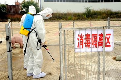 中国・福建省 アフリカ豚コレラ感染地域の封鎖解除