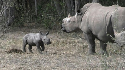 シロサイ19頭、モザンビーク国立公園に再導入 40年ぶり