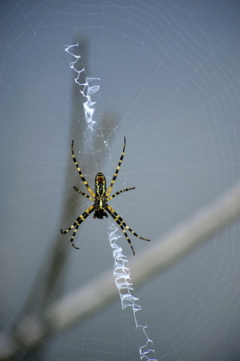 性的共食いを行うコガネグモ、その理由とは？研究