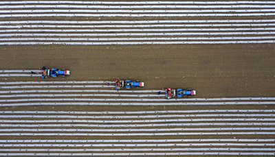 ザクロとジャガイモのリレー栽培 江蘇で春季の耕作始まる