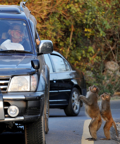 餌をください、パキスタンのおねだりサル