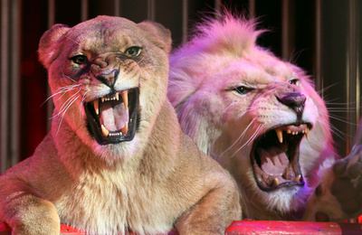 若い世代のサーカスフェスティバル、モナコのステファニー公女が支援