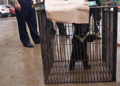 山で拾った子グマを2か月間育て 警察に引き渡す 雲南省