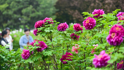 中国人メーデー連休の旅行先 海外は日本が人気