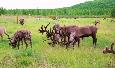 トナカイの里—内モンゴル・エベンキ民族郷で暮らす人々