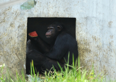 中国で相次ぐ動物園の猛獣脱走 杭州市が新たな防止策を発表