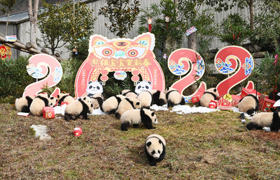 中国の赤ちゃんパンダが揃ってお目見え 新年を祝い 冬季五輪を迎える
