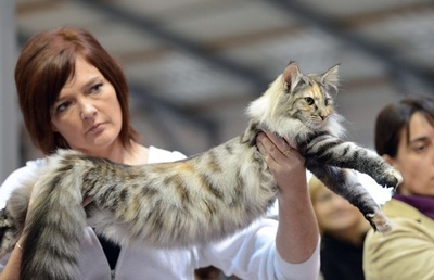 美しい猫ばかり、プラハで国際キャットショー