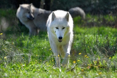 オオカミを引き付け人を遠ざける血液中の成分、研究で発見