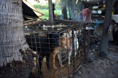 これは罪だ カンボジアに広がる闇の犬肉産業 写真14枚 国際ニュース Afpbb News