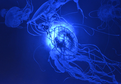 イースター休暇が台無し、855人がクラゲに刺される ニカラグア