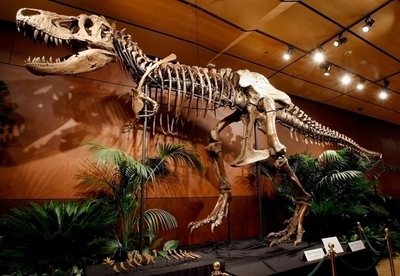 南半球でティラノサウルス類の骨を発見、世界的に分布か