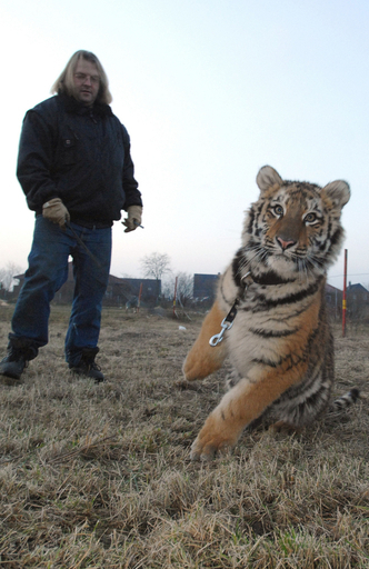 怖がらないで、トラとお散歩
