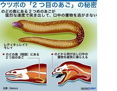 ウツボに獲物を捕らえる2つ目のあご、英ネイチャー誌に発表
