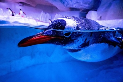 【今日の1枚】閑古鳥でもペンギン元気、タイの水族館