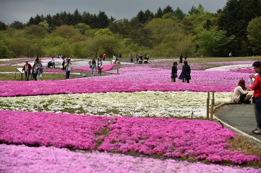富士山麓で芝桜が見ごろ、山梨