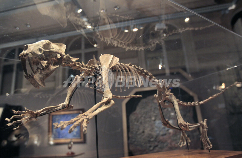 恐竜や大型肉食獣の化石、サザビーズが5日競売へ