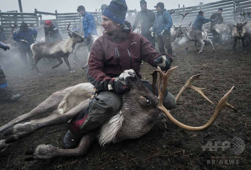【AFP記者コラム】知られざる圧倒的な美─北欧の遊牧民サーミとトナカイの大移動