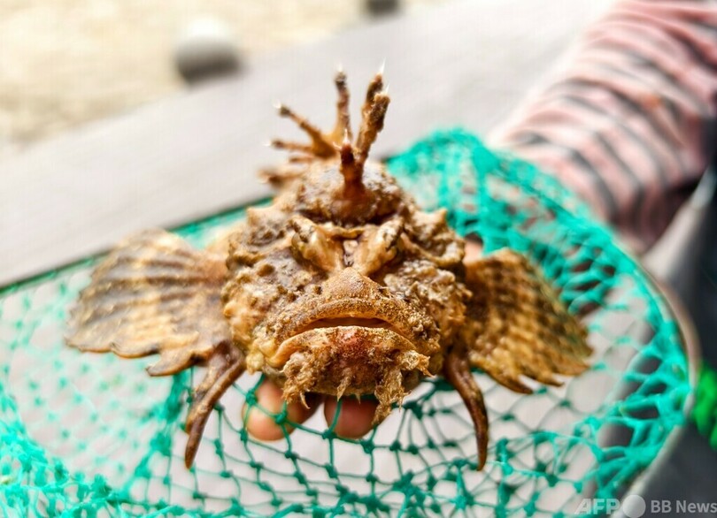中国東部寧海湾で「怪魚」オニダルマオコゼを捕獲