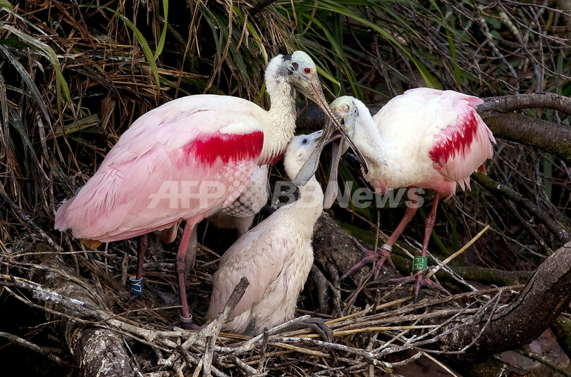 ヒナにえさをやるベニヘラサギ オランダ 写真2枚 国際ニュース Afpbb News