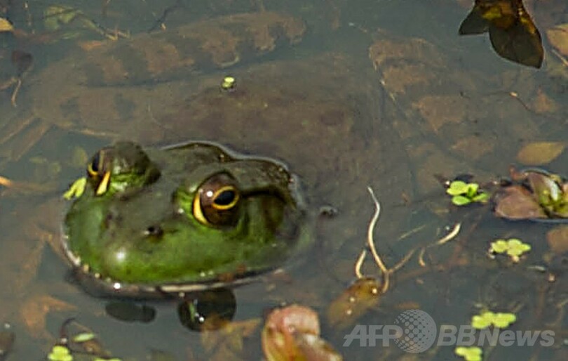 カエルの求愛歌 ライバルや天敵も呼ぶ 国際研究 写真1枚 国際ニュース Afpbb News