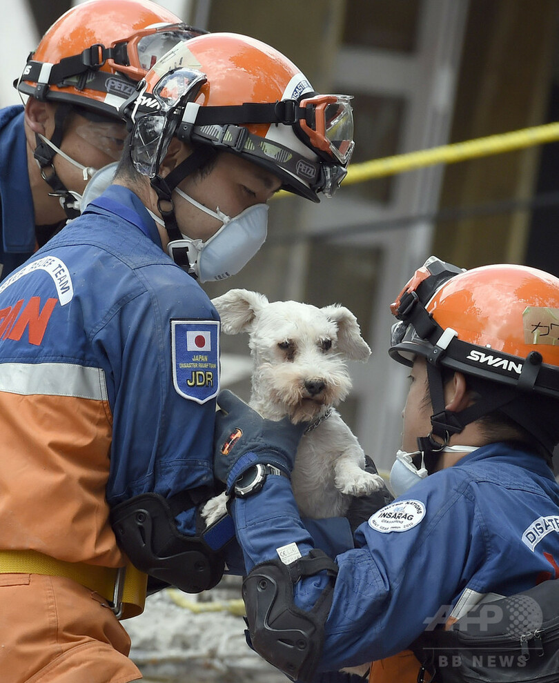 メキシコ地震、日本の救助隊が犬を救出 発生から5日ぶり
