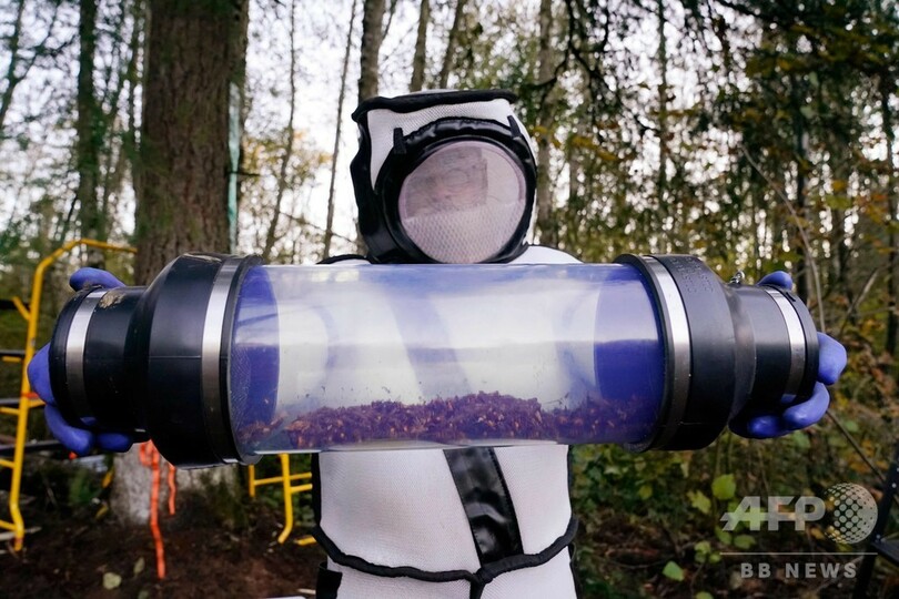 米で発見の「殺人バチ」の巣、無事駆除