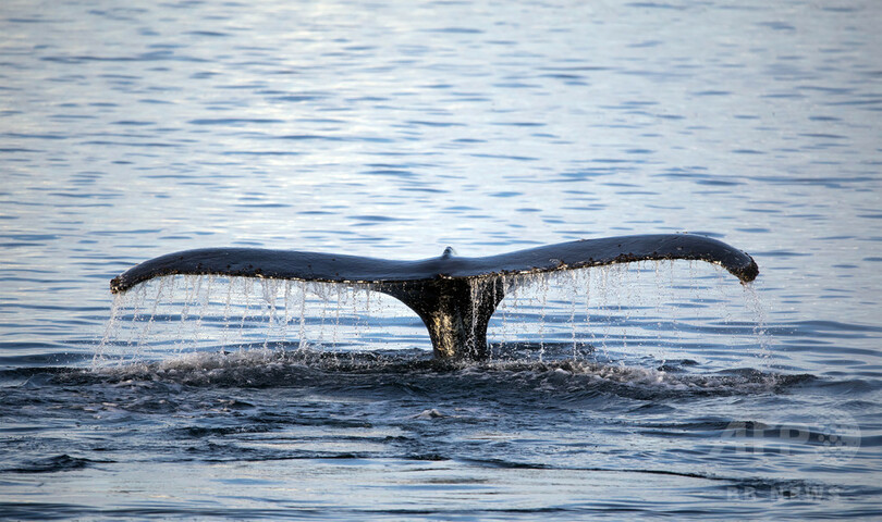 「クジラカメラ」で採餌習性の謎明らかに、南極調査