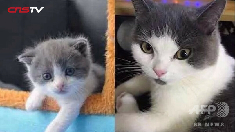 注目の中国クローンペット産業 生命の復活は可能か