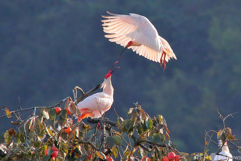 中国初の国家トキ保護研究センターが陝西省に誕生へ