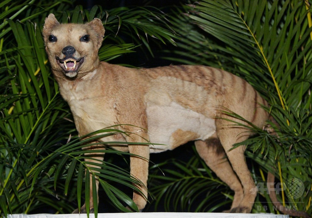 豪のフクロオオカミ、数千年も前から絶滅の運命に 研究 豪のフクロオオカミ、数千年も前から絶滅の運命に 研究