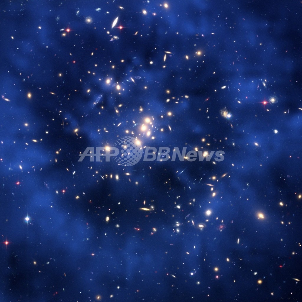 「宇宙ゴキブリ」に「孫」30匹うまれる、健康状態も良好 「宇宙ゴキブリ」に「孫」30匹うまれる、健康状態も良好