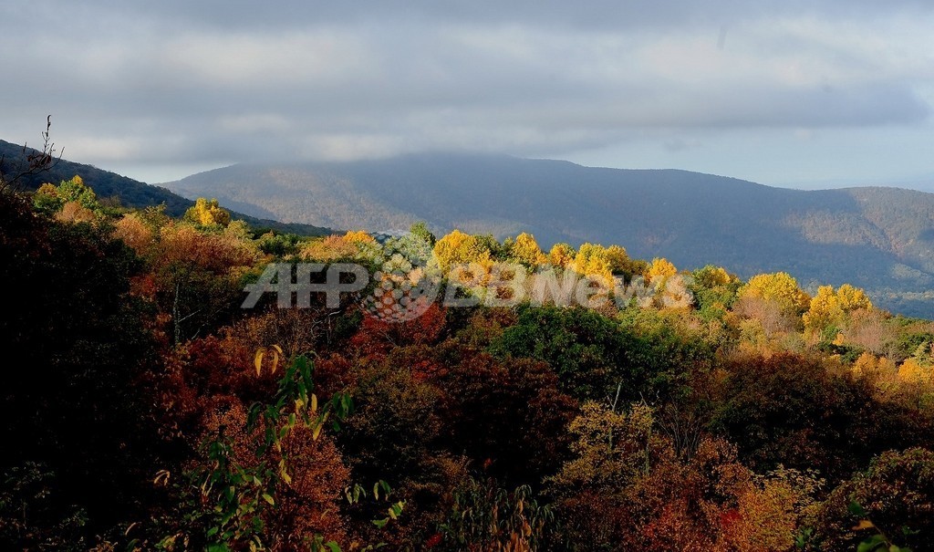 北米の花粉症シーズン、温暖化により長期化 北米の花粉症シーズン、温暖化により長期化