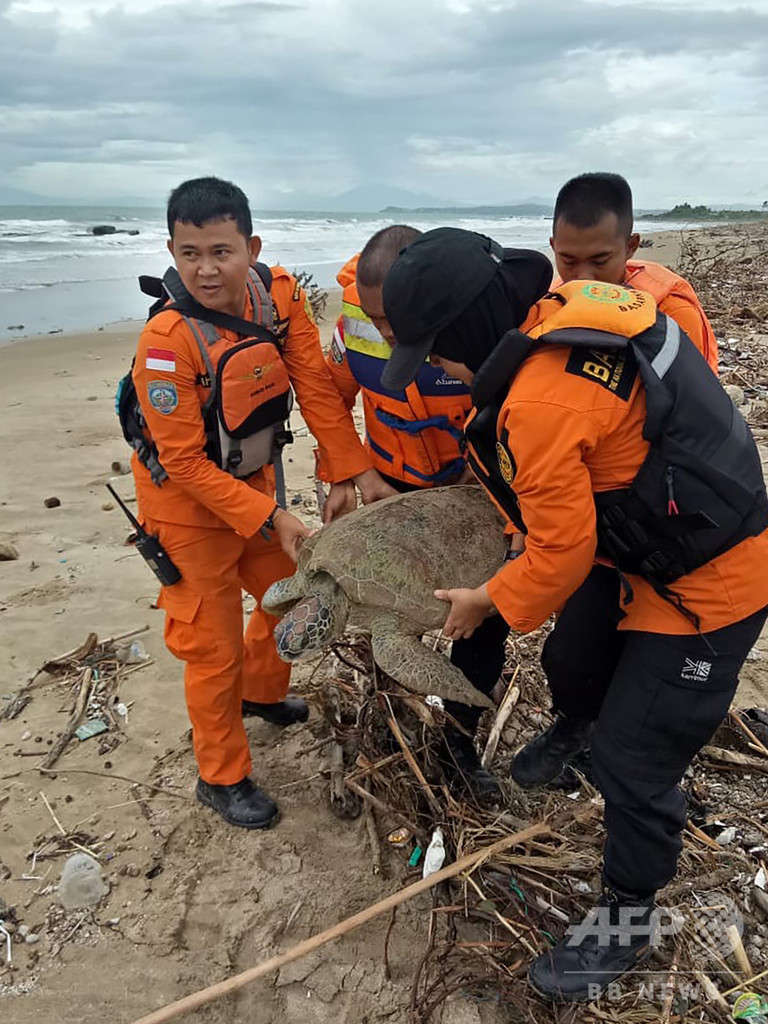 インドネシア津波、打ち上げられたウミガメも救助「すべての命が大切」 インドネシア津波、打ち上げられたウミガメも救助「すべての命が大切」