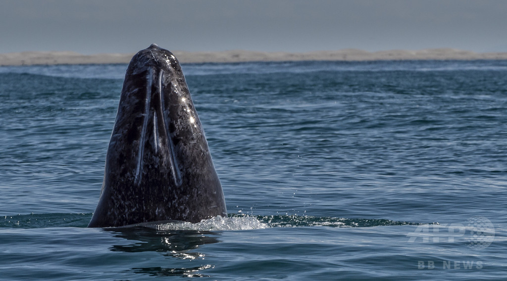 クジラが観光ボートに衝突、カナダ人女性が死亡 メキシコ沖 クジラが観光ボートに衝突、カナダ人女性が死亡 メキシコ沖